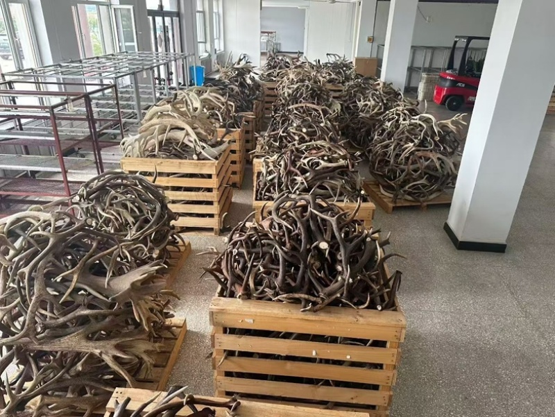 干鹿角整支成对双阳鹿乡鹿角干叉子做工艺品