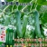 寿光帝王绿1号油亮丝瓜种子口感好油绿厚肉早熟高产短棒丝瓜