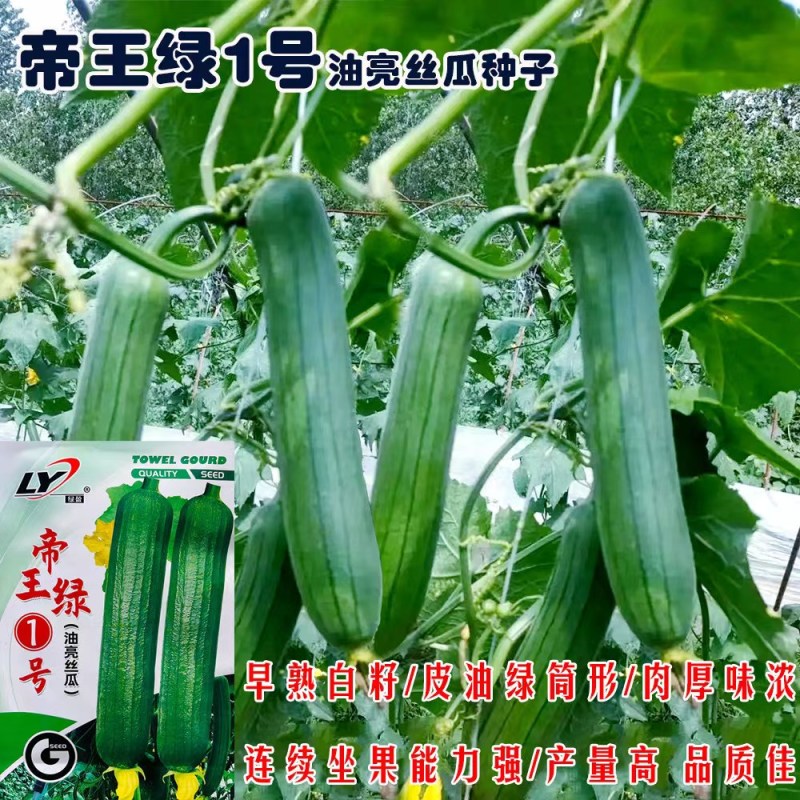 寿光帝王绿1号油亮丝瓜种子口感好油绿厚肉早熟高产短棒丝瓜