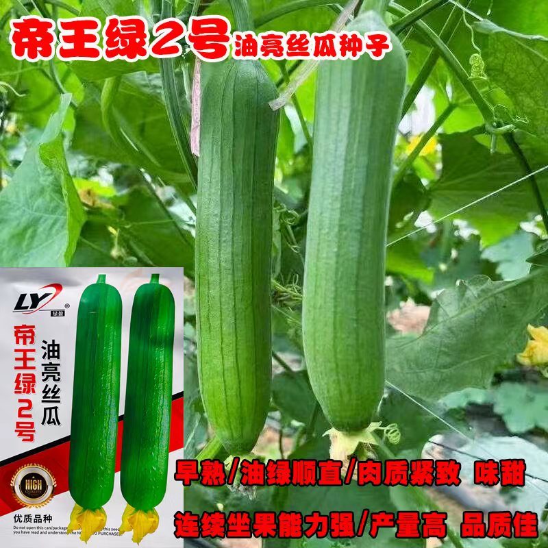 寿光帝王绿1号油亮丝瓜种子口感好油绿厚肉早熟高产短棒丝瓜