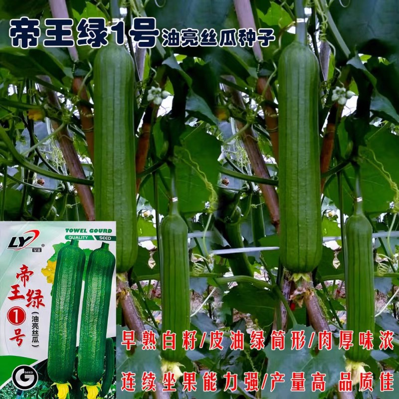 寿光帝王绿1号油亮丝瓜种子口感好油绿厚肉早熟高产短棒丝瓜