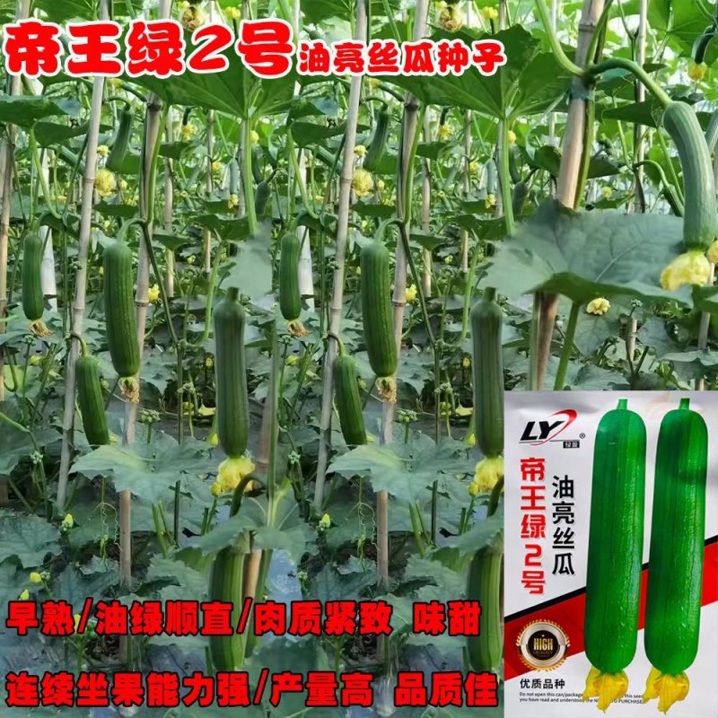 寿光帝王绿1号油亮丝瓜种子口感好油绿厚肉早熟高产短棒丝瓜