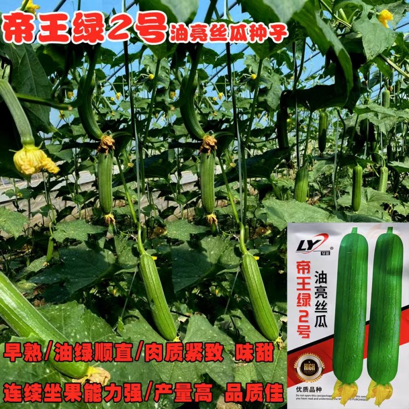寿光帝王绿1号油亮丝瓜种子口感好油绿厚肉早熟高产短棒丝瓜
