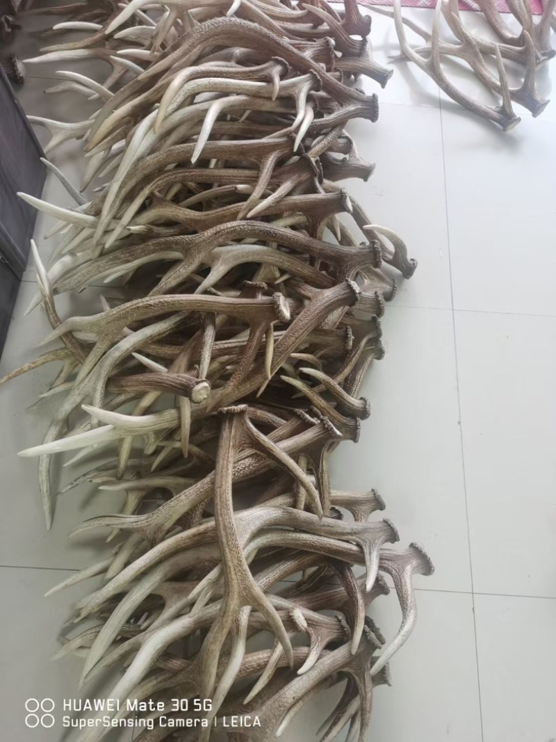 干鹿角整支成对双阳鹿乡鹿角干叉子做工艺品