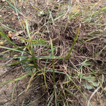 香附苗、莎草苗、香附子苗、雷公头苗、雀头香苗、莎草根苗