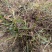 香附苗、莎草苗、香附子苗、雷公头苗、雀头香苗、莎草根苗