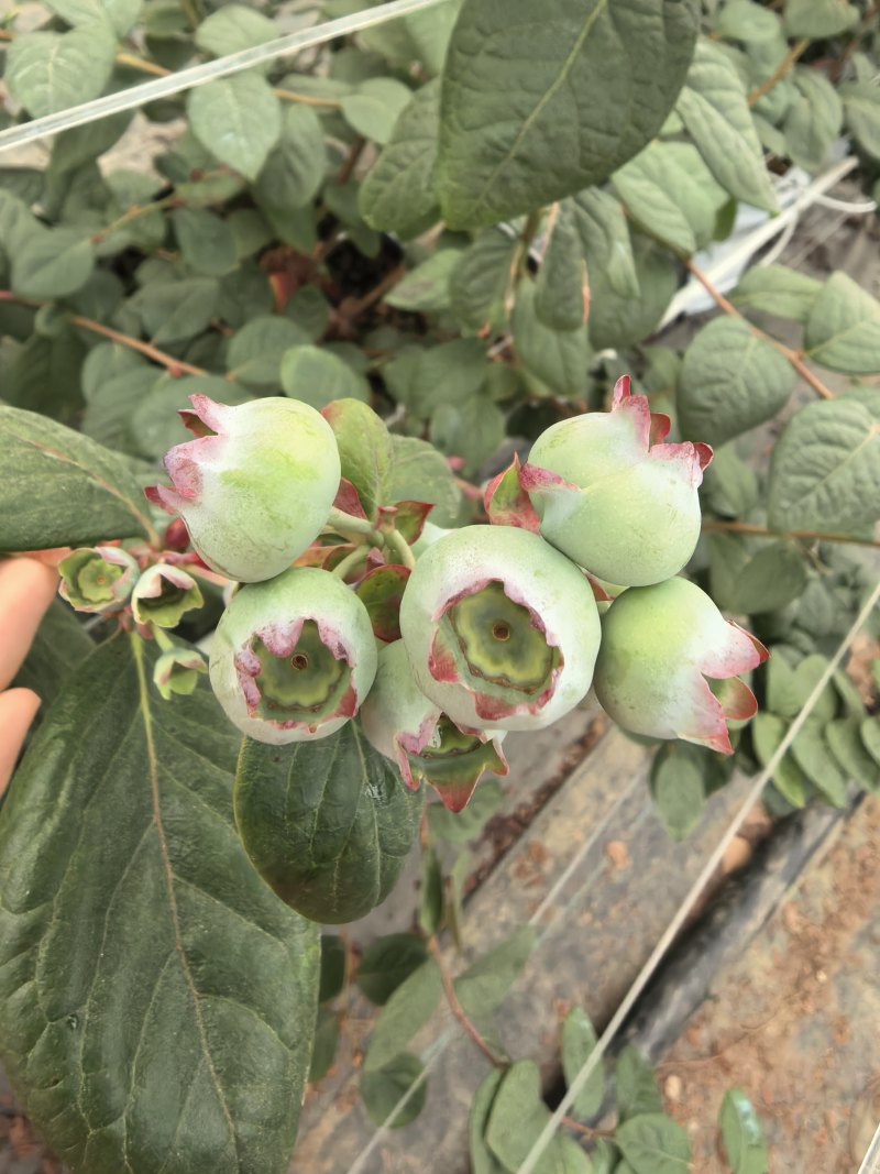 蓝莓