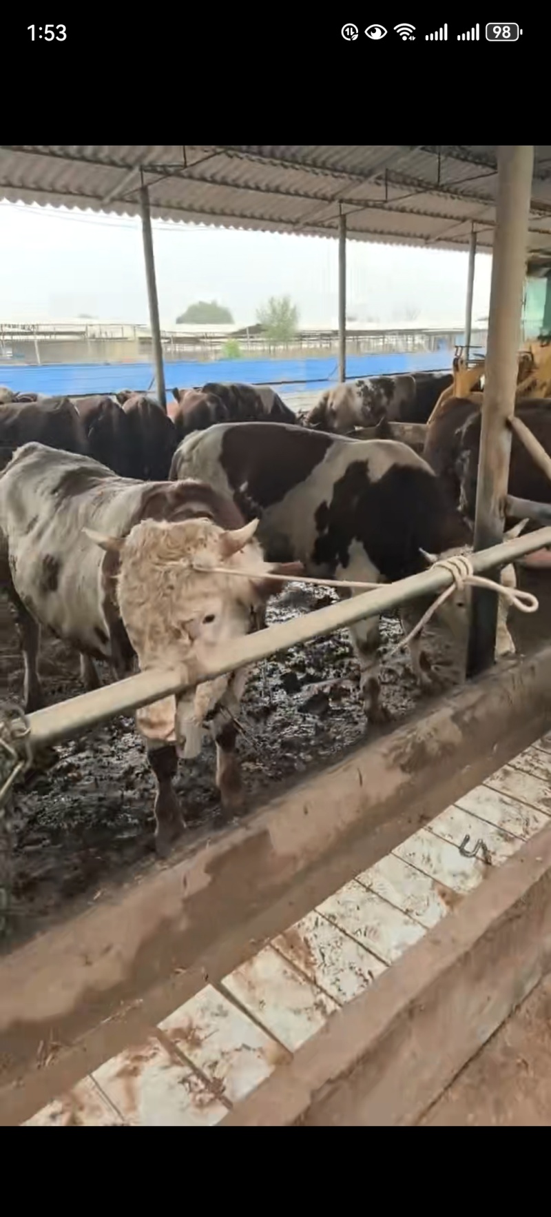 代办活牛