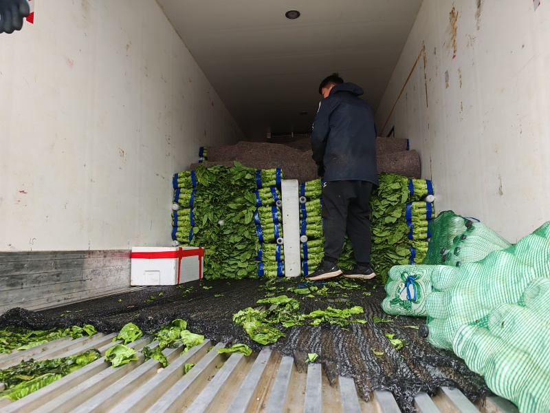 山东产地直发精品莴苣货源充足价格优惠可发全国