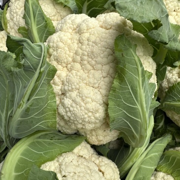 精品有机花菜大量上市价格优美