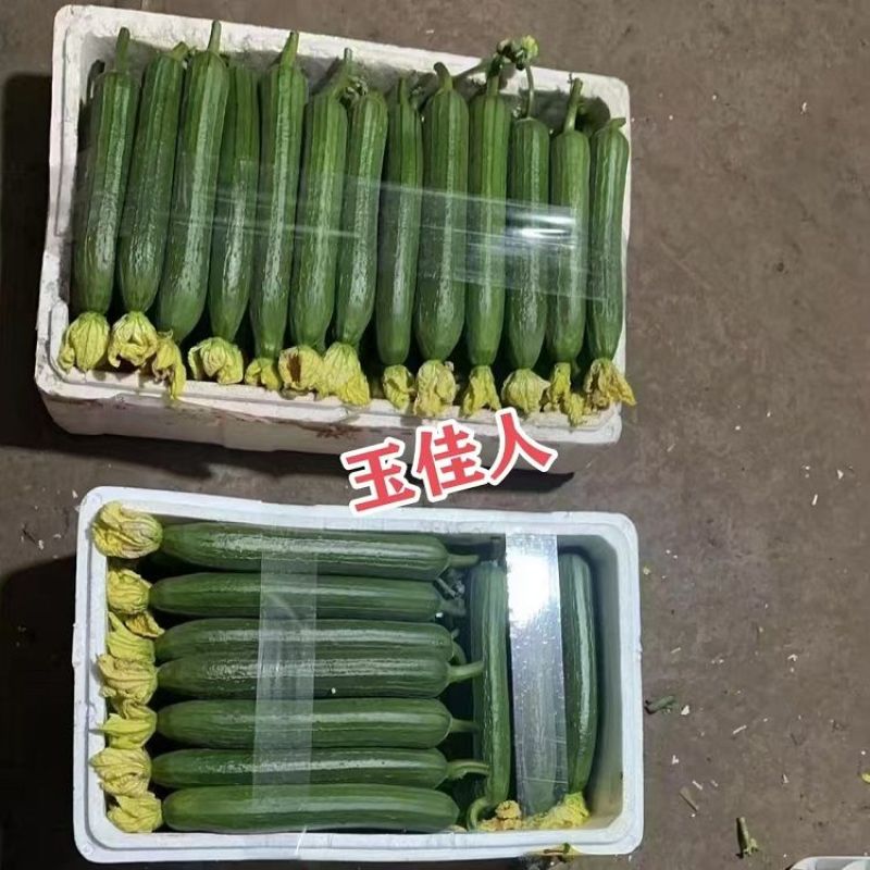 油绿玉佳人香丝瓜种子杂交早熟油绿皮短棒丝瓜种子味甜香丝瓜