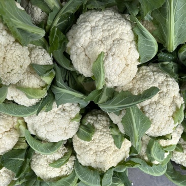 精品有机花菜颜色白净大量上市价格优美