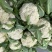 精品有机花菜颜色白净大量上市价格优美