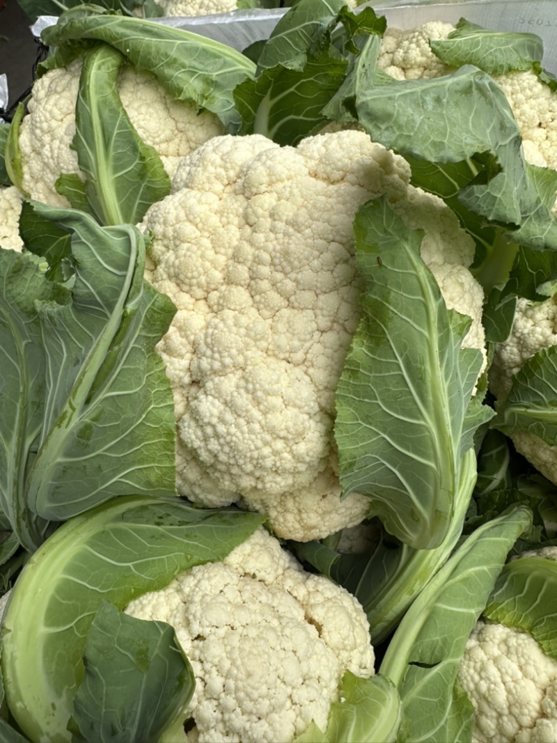 精品有机花菜颜色白净大量上市价格优美