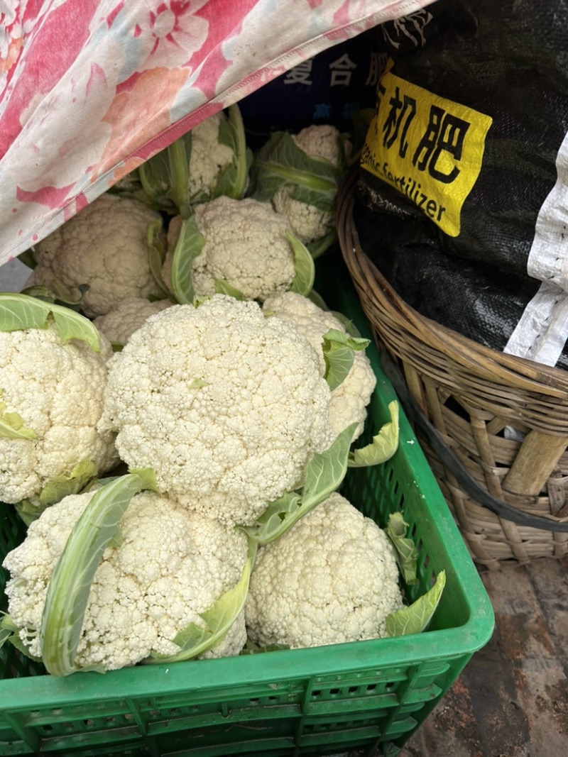 精品有机花菜颜色白净大量上市价格优美