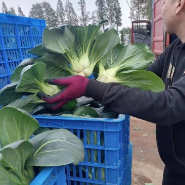 精品矮脚黑青菜，苏州青，太湖菜