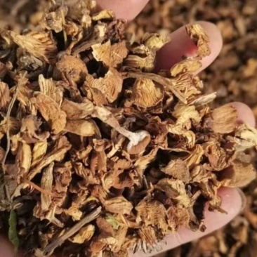 榛蘑碎片批发