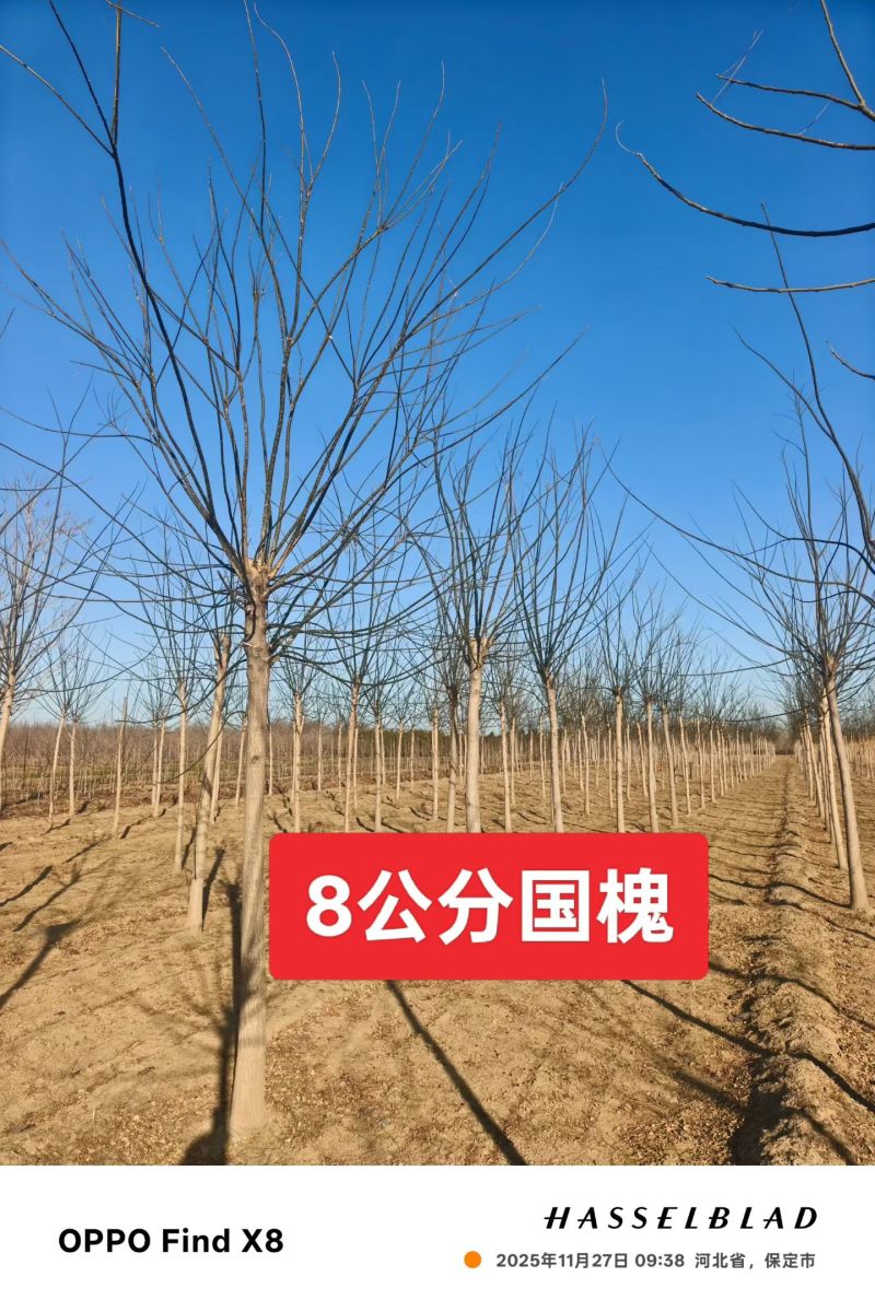 8公分国槐
