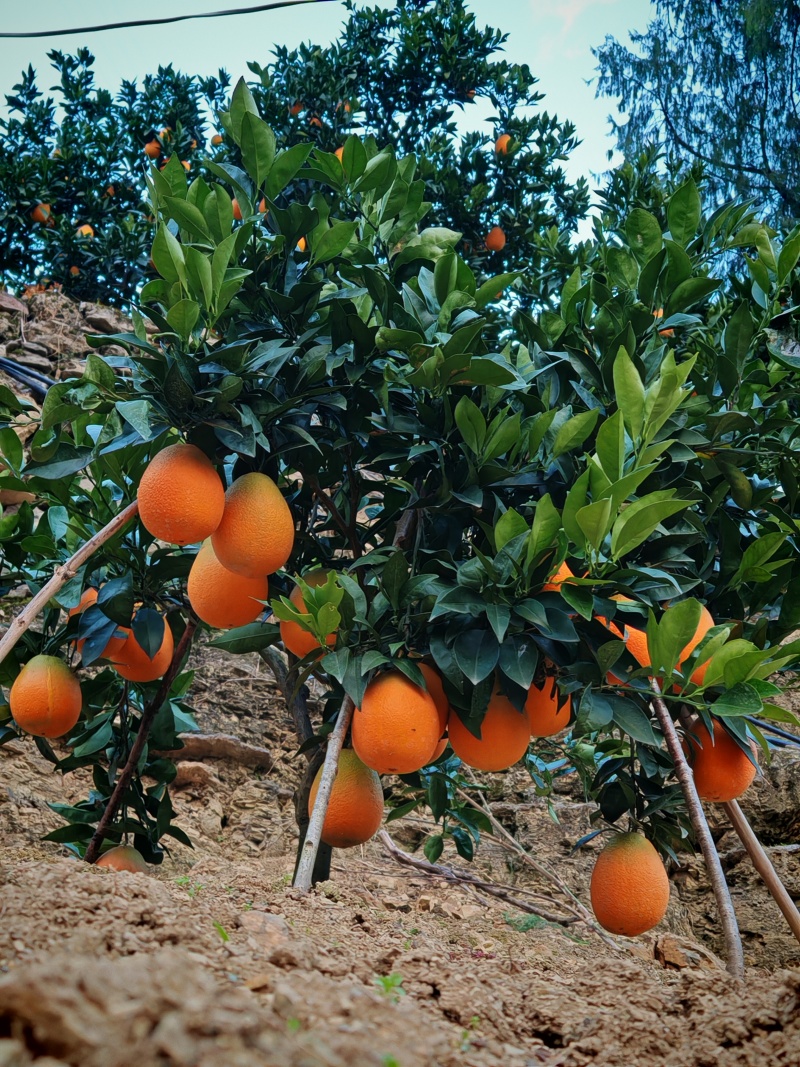 奉节脐橙自然天成香甜画渣汁水充足，一手货源
