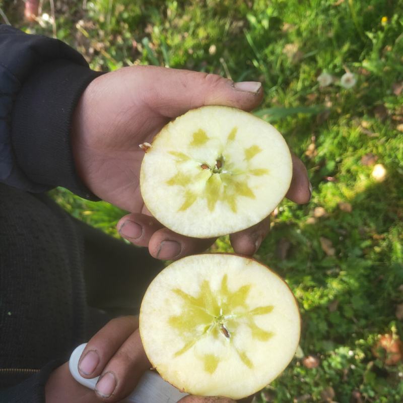大凉山丑苹果货在连云港，需要可联系