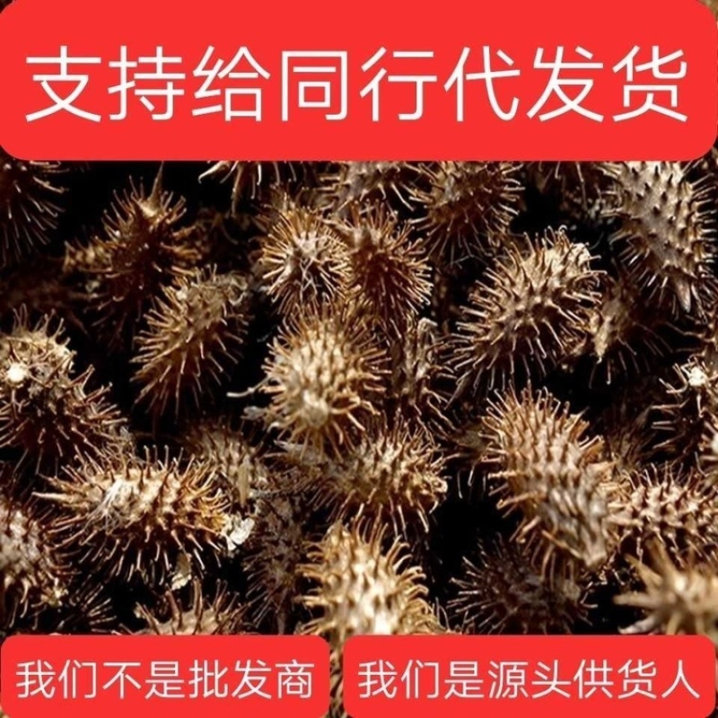 苍耳子带刺苍耳子双尖苍耳子无硫保证正品
