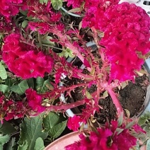 鸡冠花