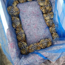 八大金刚