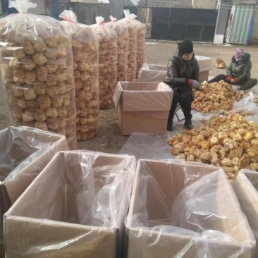 东北大猴头菇批发