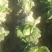 优质夏阳白菜量大从优价格美丽诚信合作欢迎来电