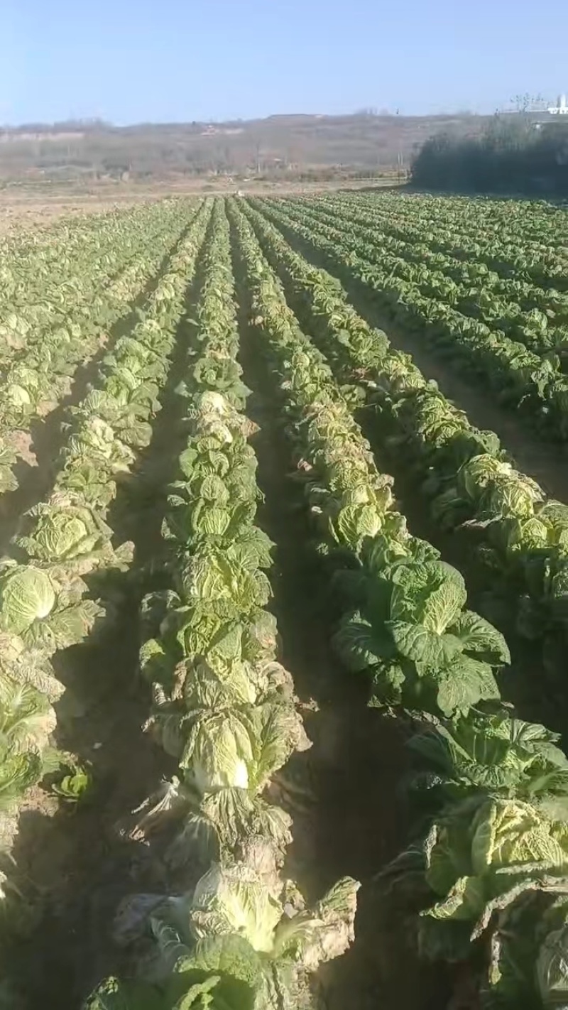 优质夏阳白菜量大从优价格美丽诚信合作欢迎来电