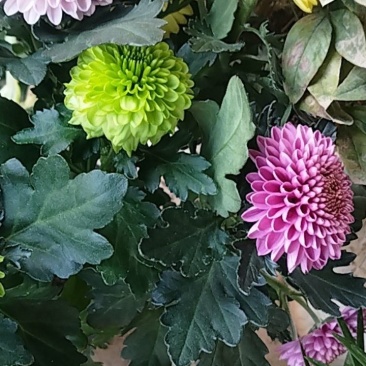 乒乓菊