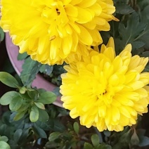 黄菊花