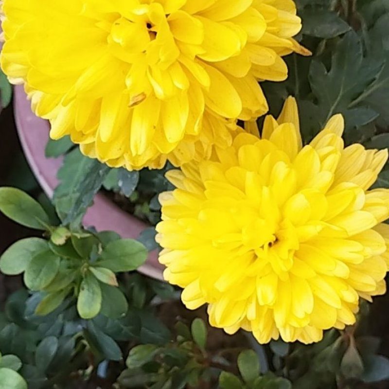 黄菊花