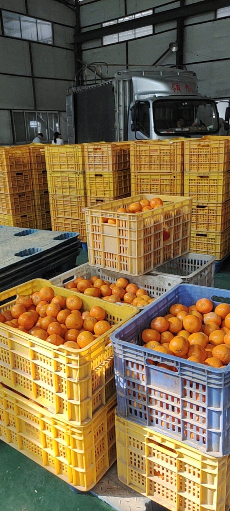 沃柑货源充足