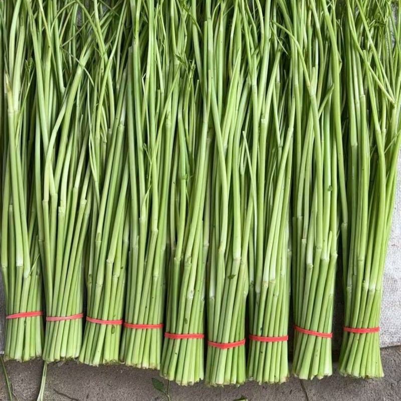 江西景德镇精品水芹菜，产地直销，量大从优