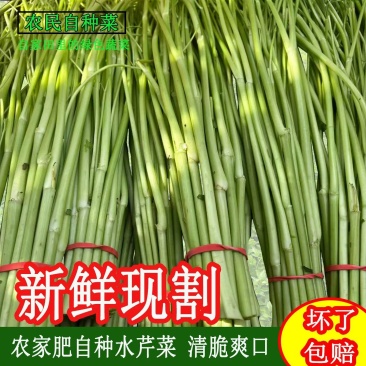 江西景德镇精品水芹菜，产地直销，量大从优
