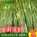 江西景德镇精品水芹菜，产地直销，量大从优
