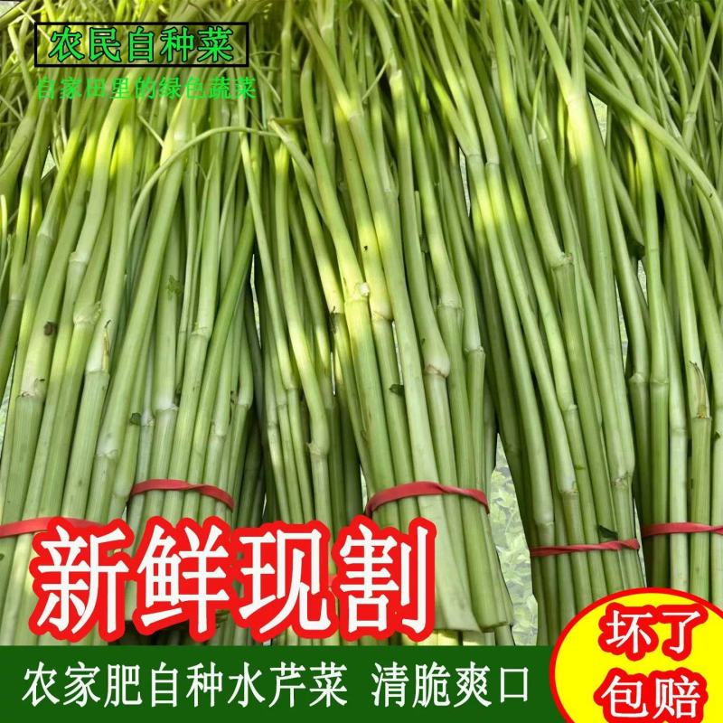 江西景德镇精品水芹菜，产地直销，量大从优