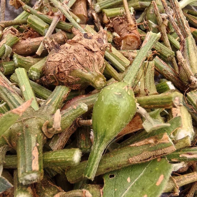 牛膝切片、百倍切片、怀牛膝切片、甜川牛膝切片