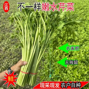 江西景德镇精品水芹菜，产地直销，量大从优