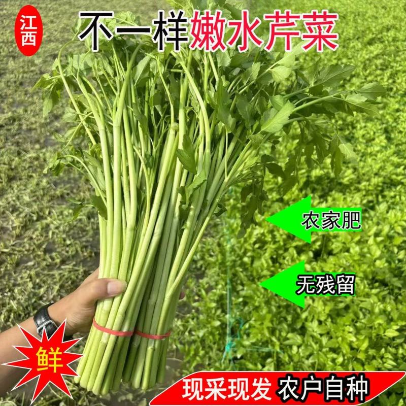 江西景德镇精品水芹菜，产地直销，量大从优