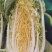 黄心大白菜，市场，电商，团购，赶集货，需要的老板联系