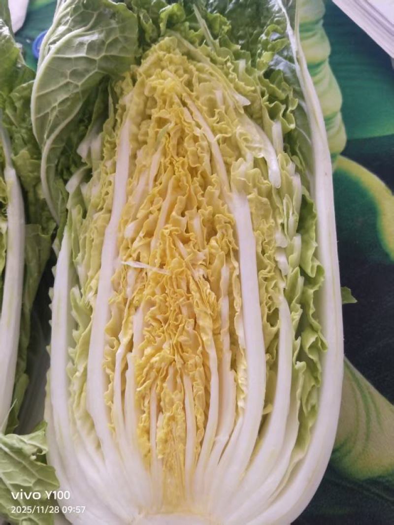 黄心大白菜，市场，电商，团购，赶集货，需要的老板联系