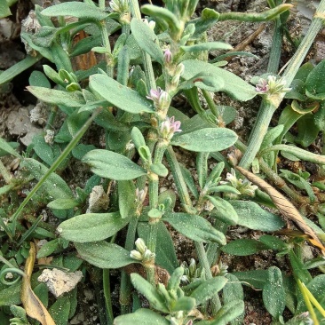 萹蓄苗、扁竹苗、扁蓄苗、道生草苗、粉节草苗、竹节草苗