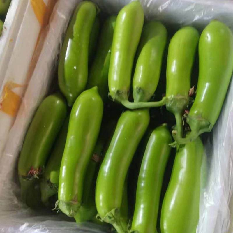 青茄子