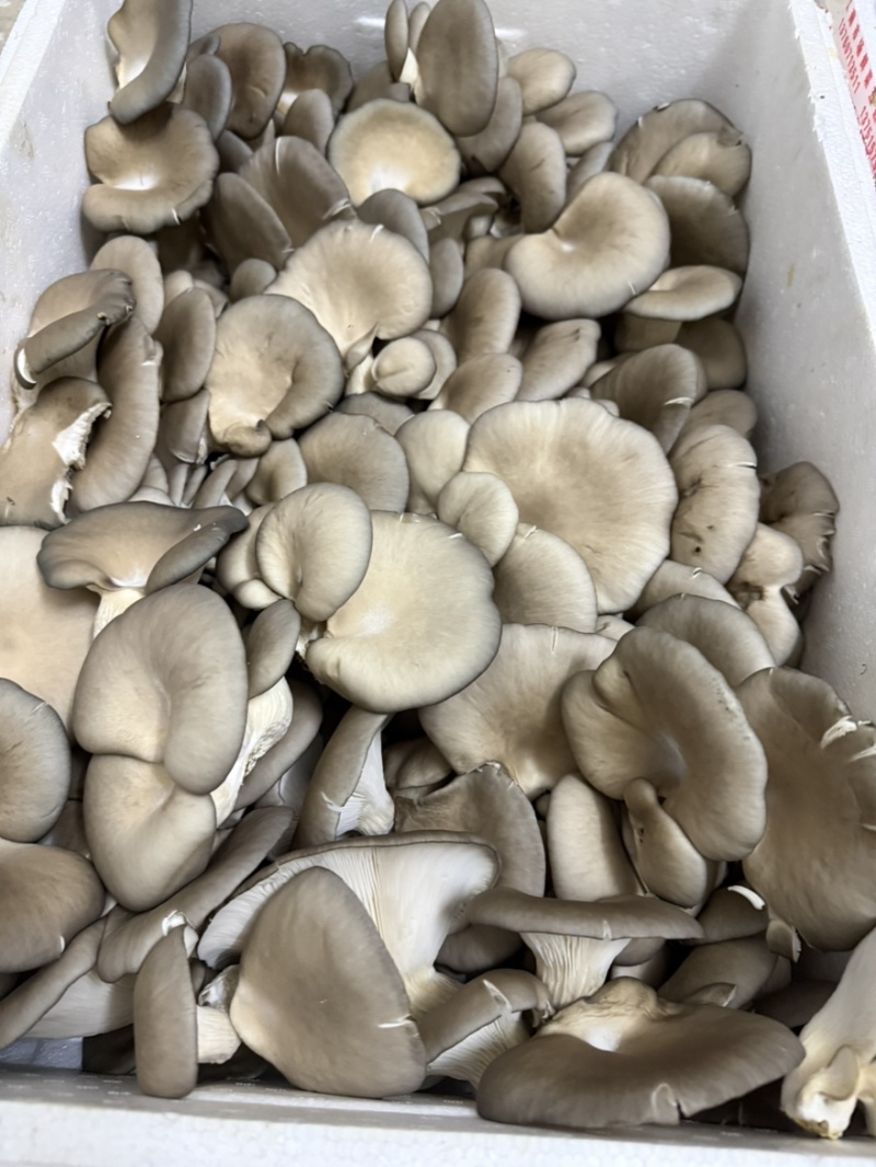 平菇，产地直销，欢迎各大批发商合作！
