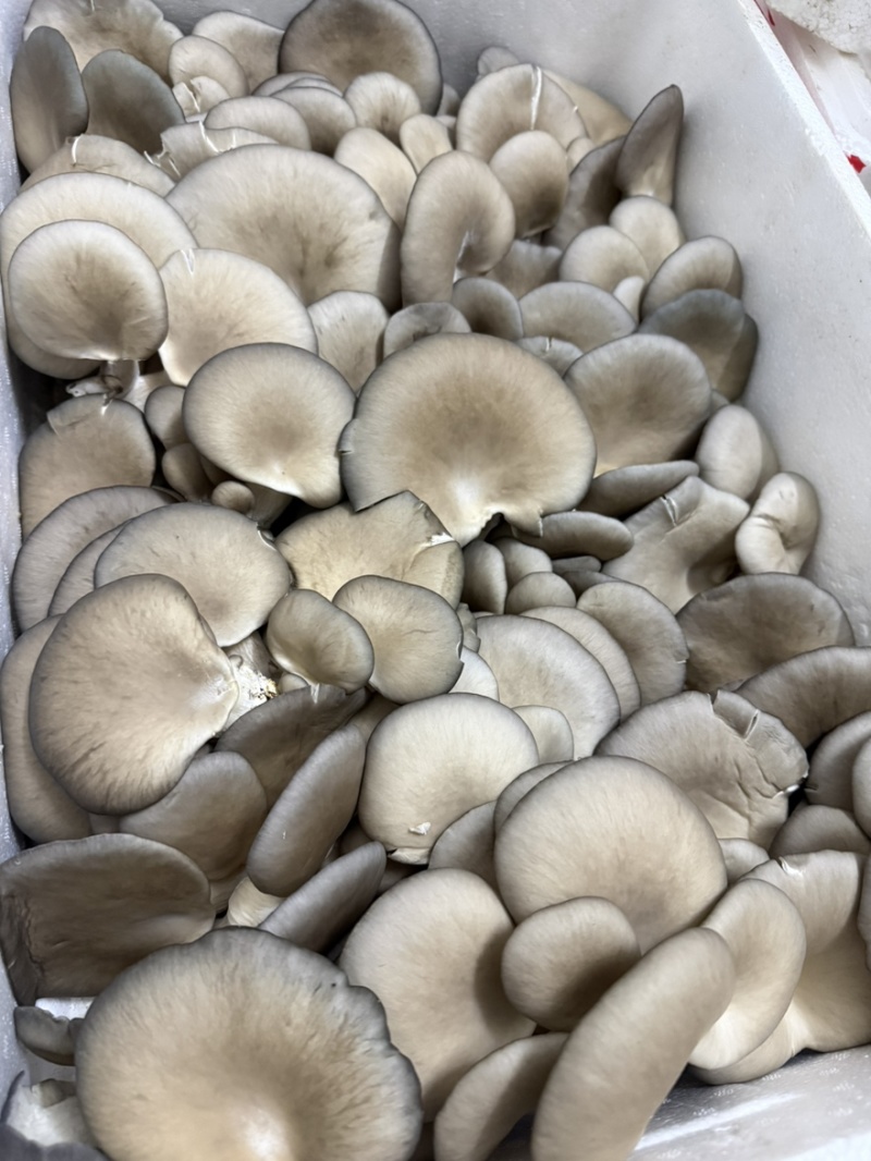 平菇，产地直销，欢迎各大批发商合作！