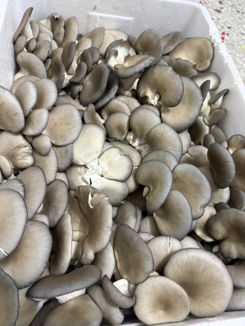 平菇，产地直销，欢迎各大批发商合作！