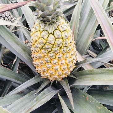 云南香水菠萝