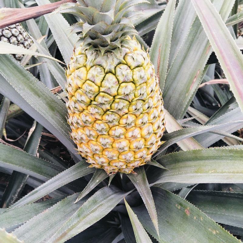 云南香水菠萝